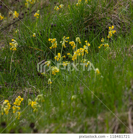 Yellow Primula veris cowslip, common cowslip, cowslip primrose on soft green background.Selective focus 118481721