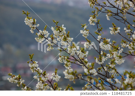 Selective focus of beautiful branches of cherry blossoms on the tree under blue sky, Beautiful Sakura flowers during spring season in the park, Floral pattern texture, Nature background Selective focus of beautiful branches of cherry blossoms on the tree under blue sky, Beautiful Sakura flowers during spring season in the park, Floral pattern texture, Nature background 118481725