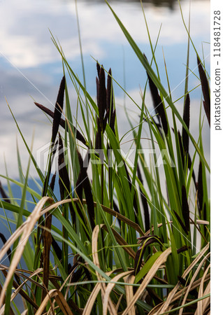 Carex acuta - found growing on the margins of rivers and lakes in the Palaearctic terrestrial ecoregions in beds of wet, alkaline or slightly acid depressions with mineral soil Carex acuta - found growing on the margins of rivers and lakes in the Palaearctic terrestrial ecoregions in beds of wet, alkaline or slightly acid depressions with mineral soil 118481728