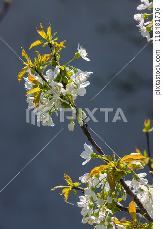 Selective focus of beautiful branches of cherry blossoms on the tree under blue sky, Beautiful Sakura flowers during spring season in the park, Floral pattern texture, Nature background Selective focus of beautiful branches of cherry blossoms on the tree under blue sky, Beautiful Sakura flowers during spring season in the park, Floral pattern texture, Nature background 118481736