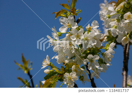 Selective focus of beautiful branches of cherry blossoms on the tree under blue sky, Beautiful Sakura flowers during spring season in the park, Floral pattern texture, Nature background Selective focus of beautiful branches of cherry blossoms on the tree under blue sky, Beautiful Sakura flowers during spring season in the park, Floral pattern texture, Nature background 118481737