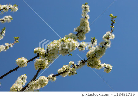 Selective focus of beautiful branches of plum blossoms on the tree under blue sky, Beautiful Sakura flowers during spring season in the park, Floral pattern texture, Nature background 118481739