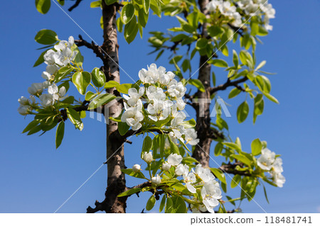 Pear tree flowers up close. white flowers and buds of the fruit tree. Sunlight falls on pear flowers. At dawn, the flowers of the trees look beautiful 118481741