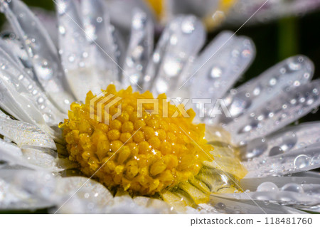 Macro image of dewy Daisy flower or Bellis perennis from Asteraceae family, close up of blooming spring meadow flowers Macro image of dewy Daisy flower or Bellis perennis from Asteraceae family, close up of blooming spring meadow flowers 118481760