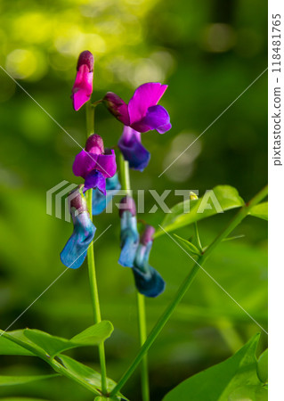 Lathyrus vernus in bloom, early spring vechling flower with blosoom and green leaves growing in forest, macro Lathyrus vernus in bloom, early spring vechling flower with blosoom and green leaves growing in forest, macro 118481765