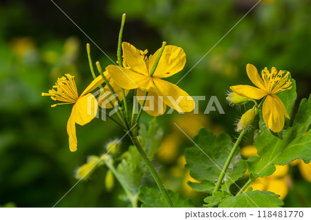 Macro photo of nature yellow flowers of celandine. Background blooming flowers plant celandine Macro photo of nature yellow flowers of celandine. Background blooming flowers plant celandine 118481770