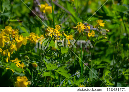 Macro photo of nature yellow flowers of celandine. Background blooming flowers plant celandine Macro photo of nature yellow flowers of celandine. Background blooming flowers plant celandine 118481771