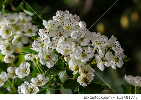 Close-up of a branch of midland hawthorn or crataegus laevigata with a blurred background photographed in the garden of herbs and medicinal plants Close-up of a branch of midland hawthorn or crataegus laevigata with a blurred background photographed in the garden of herbs and medicinal plants 118481773