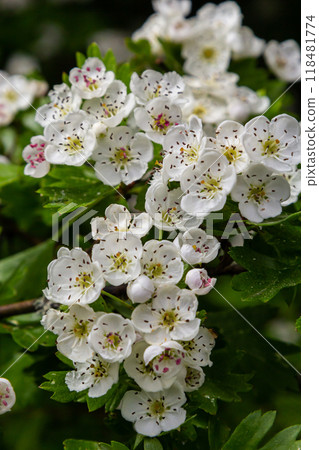 Close-up of a branch of midland hawthorn or crataegus laevigata with a blurred background photographed in the garden of herbs and medicinal plants Close-up of a branch of midland hawthorn or crataegus laevigata with a blurred background photographed in the garden of herbs and medicinal plants 118481774