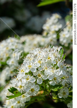 Close-up of a branch of midland hawthorn or crataegus laevigata with a blurred background photographed in the garden of herbs and medicinal plants Close-up of a branch of midland hawthorn or crataegus laevigata with a blurred background photographed in the garden of herbs and medicinal plants 118481778