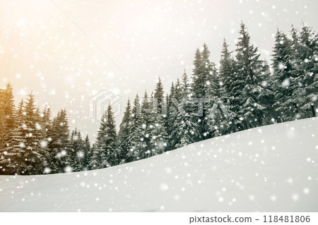 Fairy tale winter landscape. Pine trees with snow and frost on mountain slope lit by bright sun rays on blue sky and falling snowflakes copy space background. Happy New Year and merry Christmas card. 118481806