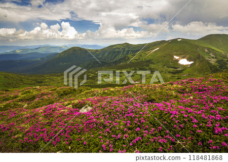 Mountain spring panorama with blooming rhododendron rue flowers and patches of snow under blue cloudy sky. Mountain spring panorama with blooming rhododendron rue flowers and patches of snow under blue cloudy sky. 118481868