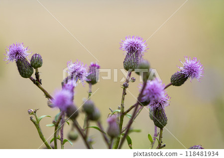 Close-up isolated beautiful pink purple spear thistle plant lit by morning sun blooming on high stems on blurred foggy soft colorful background. Beauty of nature, weeds and agriculture concept. 118481934