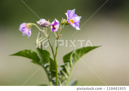 Close-up isolated light violet flowers of potato lit by morning sun blooming on high stems in farm field on blurred foggy soft background. Farming and agriculture concept. Close-up isolated light violet flowers of potato lit by morning sun blooming on high stems in farm field on blurred foggy soft background. Farming and agriculture concept. 118481935