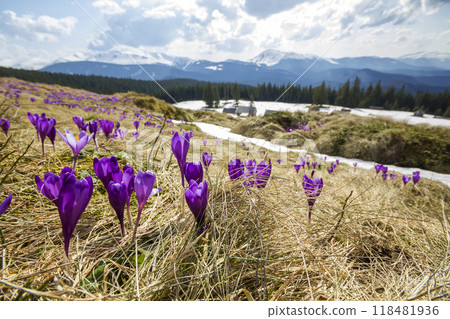 Close-up of beautiful first spring flowers, violet crocuses blooming in Carpathian mountains on bright spring morning on blurred sunny golden background. Protection of nature concept. 118481936