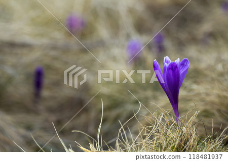 Close-up of beautiful first spring flowers, violet crocuses blooming in Carpathian mountains on bright spring morning on blurred sunny golden background. Protection of nature concept. 118481937