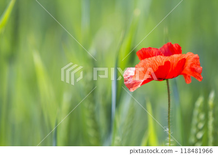Close-up of tender blooming lit by summer sun one red wild poppy flower on high stem on blurred bright green bokeh summer background. Beauty and tenderness of nature concept. 118481966