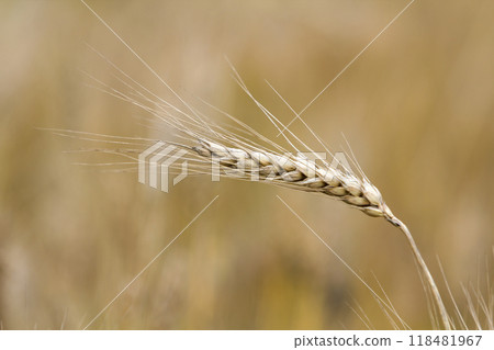 Close-up of warm colored golden yellow ripe focused wheat head on sunny summer day on soft blurred foggy meadow wheat field light brown background. Agriculture, farming and rich harvest concept. 118481967