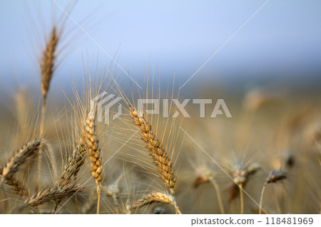 Close-up of warm colored golden yellow ripe focused wheat heads on sunny summer day on soft blurred foggy meadow wheat field light brown background. Agriculture, farming and rich harvest concept. Close-up of warm colored golden yellow ripe focused wheat heads on sunny summer day on soft blurred foggy meadow wheat field light brown background. Agriculture, farming and rich harvest concept. 118481969