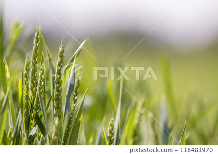 Close-up of warm colored green wheat heads and high thin blades on sunny summer or spring day on soft blurred foggy meadow wheat field background. Agriculture, farming and rich harvest concept. Close-up of warm colored green wheat heads and high thin blades on sunny summer or spring day on soft blurred foggy meadow wheat field background. Agriculture, farming and rich harvest concept. 118481970