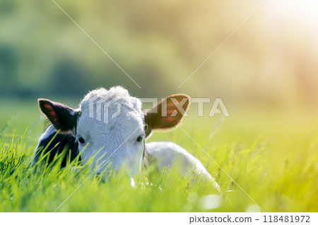 Close-up of white and brown calf looking in camera laying in green field lit by sun with fresh spring grass on green blurred background. Cattle farming, breeding, milk and meat production concept. Close-up of white and brown calf looking in camera laying in green field lit by sun with fresh spring grass on green blurred background. Cattle farming, breeding, milk and meat production concept. 118481972