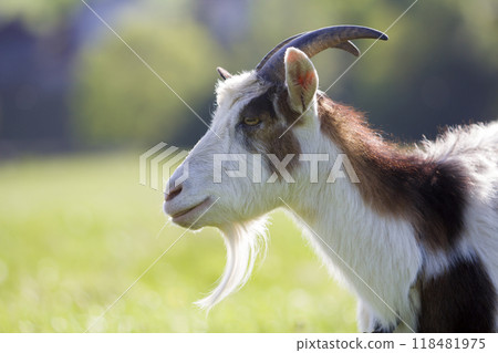 Close-up portrait of white and brown spotty domestic shaggy goat with long steep horns, yellow eyes and white beard on blurred yellow and blue bokeh background. Farming of useful animals concept. Close-up portrait of white and brown spotty domestic shaggy goat with long steep horns, yellow eyes and white beard on blurred yellow and blue bokeh background. Farming of useful animals concept. 118481975