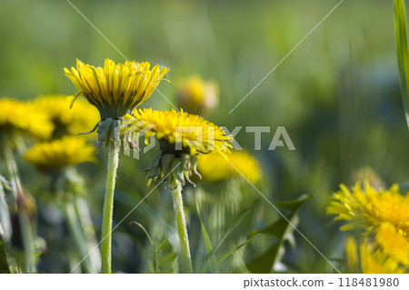 Closeup of beautiful fresh tender bright yellow flowers dandelions blooming on high stems on blurred bokeh green spring meadows background. Beauty of nature and environment protection concept 118481980