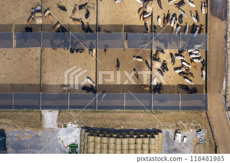 Commercial cattle stockyard with meat cows in rural Florida. Feeding of livestock on farm feedlot in USA Commercial cattle stockyard with meat cows in rural Florida. Feeding of livestock on farm feedlot in USA 118481985