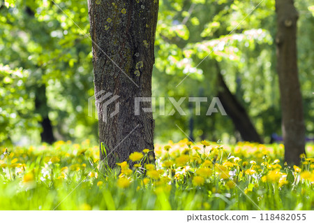 Beautiful spring or summer wild forest or park on bright sunny day. Thick big tree trunk and lavishly blooming yellow flowers on blurred green foliage bokeh background. Beauty of nature concept. 118482055