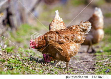 Big nice beautiful red brown hens feeding outdoors in green meadow with fresh grass on bright sunny day on blurred background. Farming of poultry, chicken meat and eggs concept. Big nice beautiful red brown hens feeding outdoors in green meadow with fresh grass on bright sunny day on blurred background. Farming of poultry, chicken meat and eggs concept. 118482109