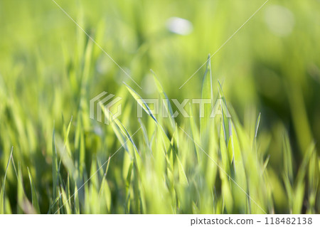 Close up macro abstract image of bright fresh clean light green grass blades growing on blurred green bokeh grassy background on sunny spring or summer day. Beauty of natural environment concept. 118482138