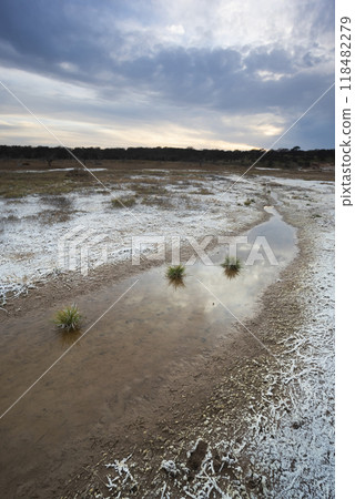 Saltpeter on the floor of a lagoon in a semi desert environment, La Pampa province, Patagonia, Argentina. 118482279