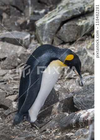 Emperor penguin,Aptenodytes forsteri, in Port Lockroy, Goudier island, Antartica. 118482281