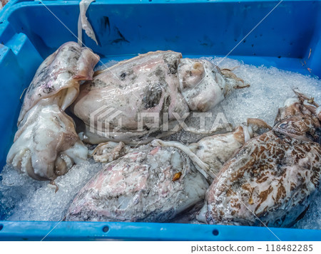 Fresh squids on a local food market, Murci, Spain 118482285