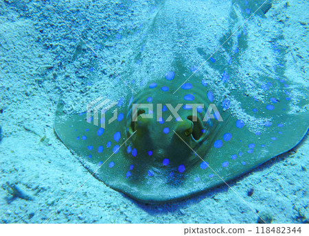Bluespotted (Taeniura lymma) ribbontail ray lies on sand or floats among corals on a reef in the Red Sea, Egypt 118482344