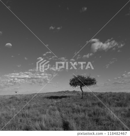 Pampas grass landscape, La Pampa province, Patagonia, Argentina. Pampas grass landscape, La Pampa province, Patagonia, Argentina. 118482467