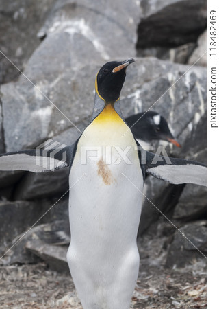 Emperor penguin,Aptenodytes forsteri, in Port Lockroy, Goudier island, Antartica. 118482469