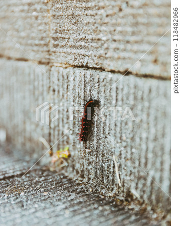 Caterpillar climbing a wall Caterpillar climbing a wall 118482966