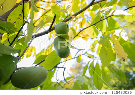 Ripening paw paw fruit growing on a tree Ripening paw paw fruit growing on a tree 118483026
