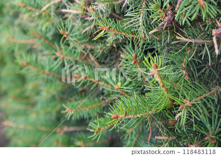 Background. Christmas fir tree branch Background. Christmas fir tree branch 118483118