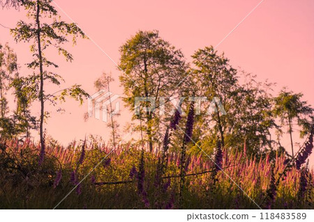 sunset in the forest 118483589