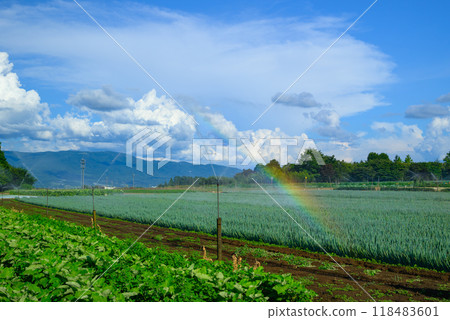 [Summer field] A rainbow made by watering [Yamagata Village, Higashichikuma District] 118483601