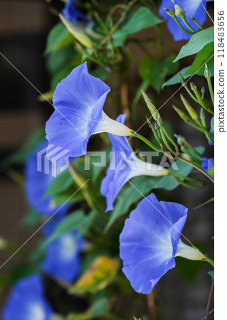西部牽牛花盛開在屋簷下 西部牽牛花盛開在屋簷下 118483656