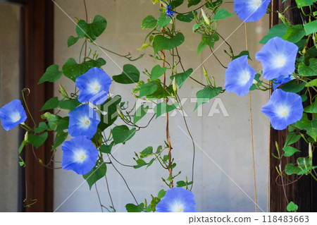 西部牽牛花盛開在屋簷下 西部牽牛花盛開在屋簷下 118483663