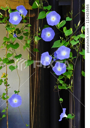 西部牽牛花盛開在屋簷下 西部牽牛花盛開在屋簷下 118483666