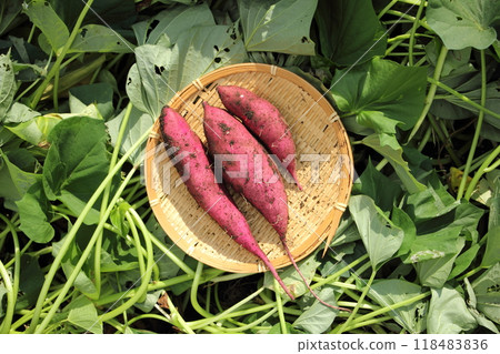 地瓜收穫田 118483836