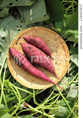 地瓜收穫田 118483837