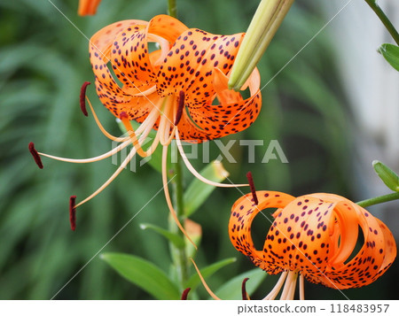 Oni百合 118483957