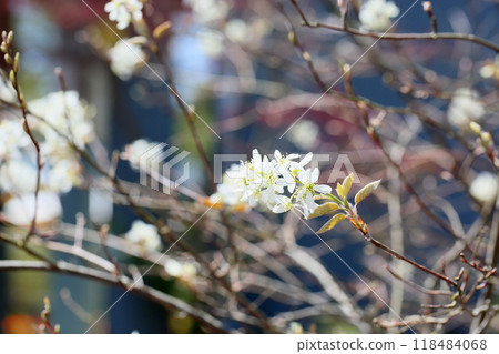 June berry flowers June berry flowers 118484068