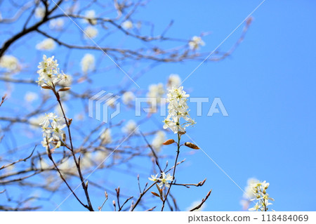 藍天映襯下的六月莓花 藍天映襯下的六月莓花 118484069
